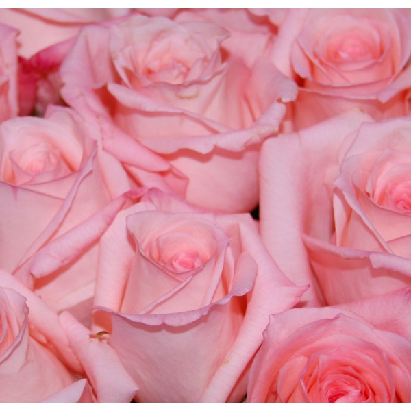 Роза розовая  минимально 11 шт