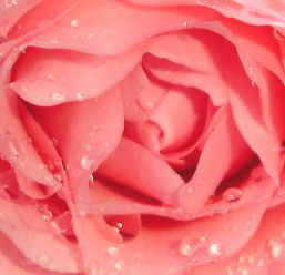 букет из роз